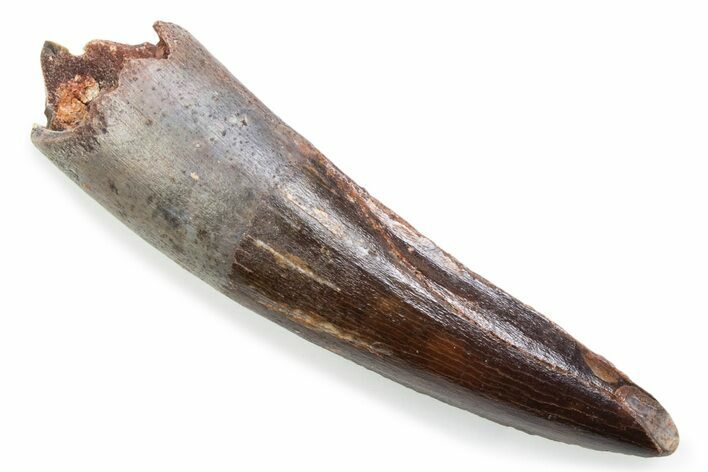 Fossil Spinosaurus Tooth - Feeding Worn Tooth #372886